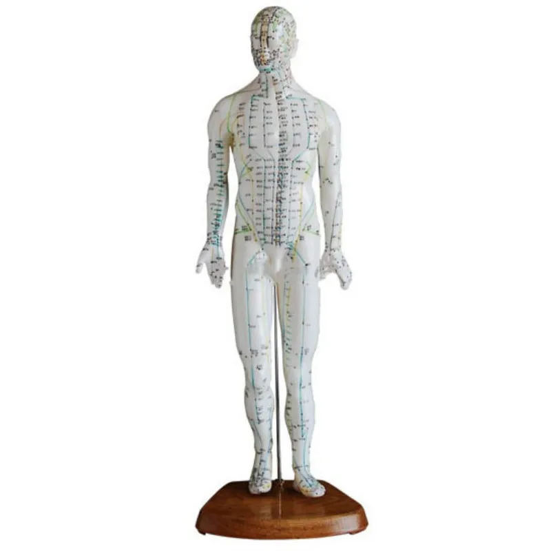 Male 50 CM Human Body Traditional Chinese Medicine Acupuncture  Model BIX-Y1007