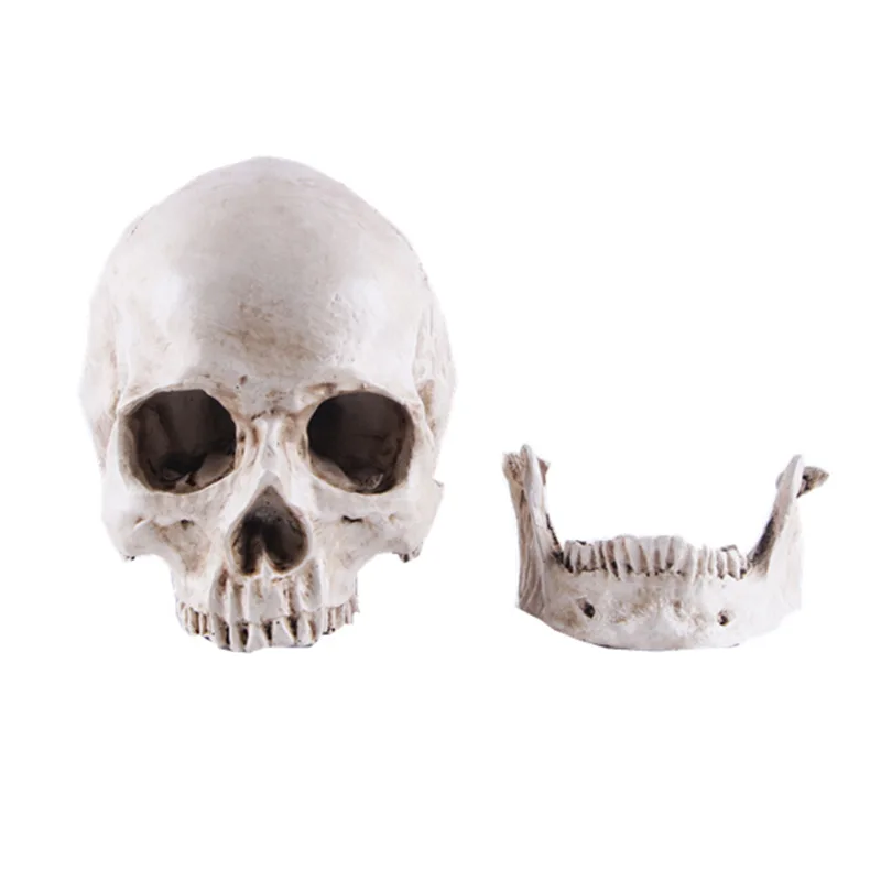 Resin Crafts Skull Skull Model Teaching Supplies Resin Skull Animal Skull Halloween Gift Drop Shipping