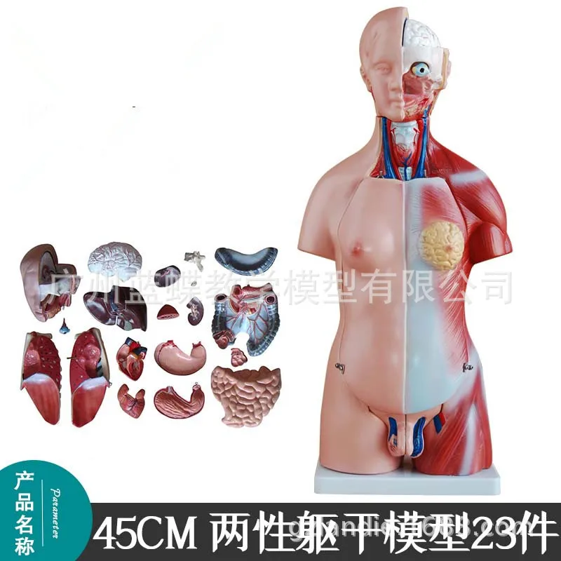 23parts 45CM Human Torso Heart Brain Trachea Esophagus Aorta Diaphragm Lung Anatomical Model Internal Organs Anatomical Model