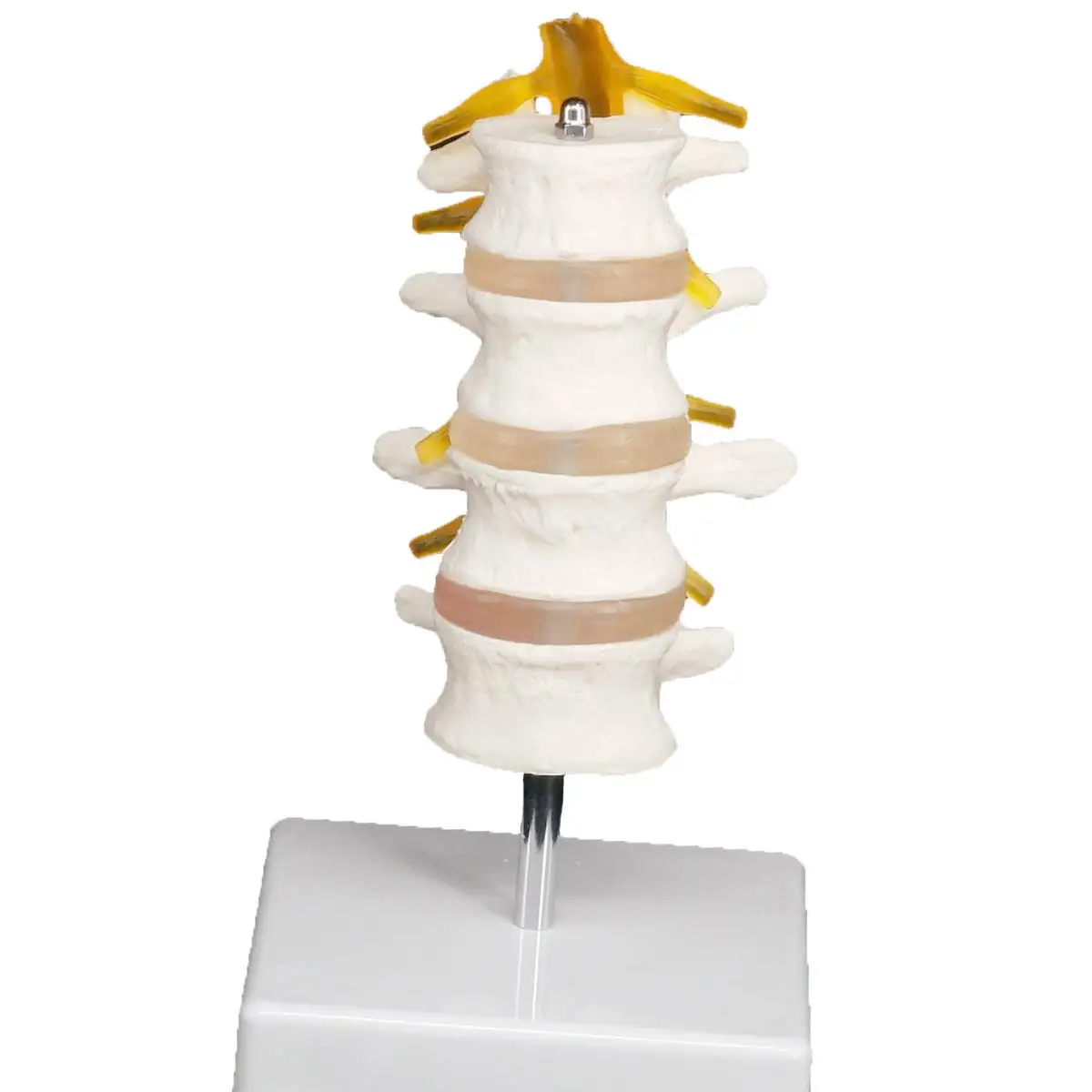 Life Four Three Section Lumbar Spine Skeleton Model with Stand Medical Teaching Training Aid Education