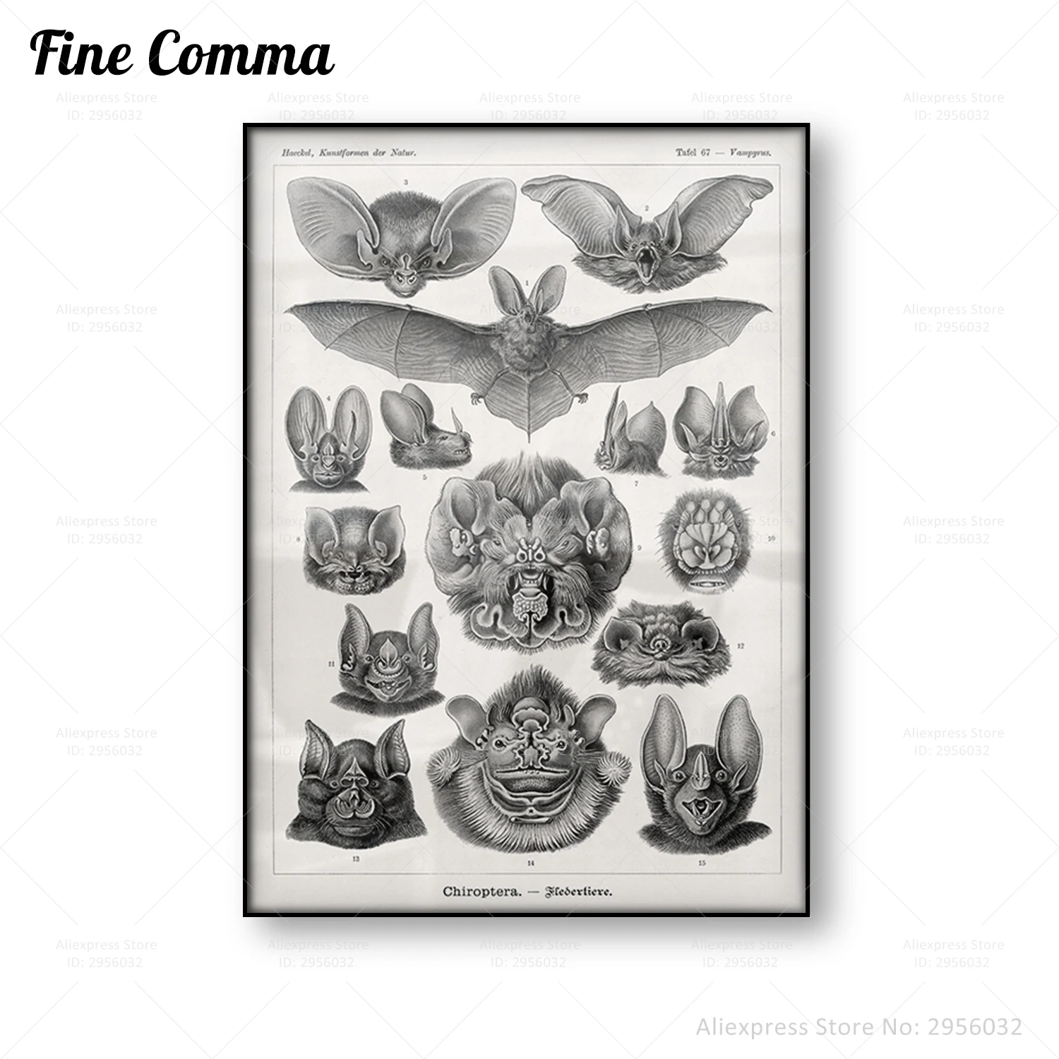 Bat Poster Nature Animal Educational Illustration Art Ernst Haeckel Vintage Wall Art Canvas Print Picture Black White Home Decor