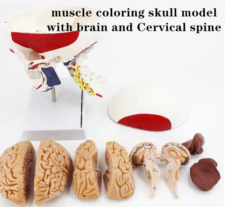 Human Colorful Muscled Skull Anatomical bone Model Skeleton Head Model with Brain and spine