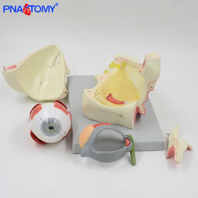 

2.5 Times Enlarged Human Eye Model 13 Parts Orbit Anatomical Model Medical Teaching Tool Lens Muscles Eyeball Anatomy