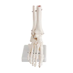 1:1 Foot Joint Model Foot Skeleton Model Medical Studies Foot Bones Skeletal Model Foot Anatomy Clinic Show Teaching Model