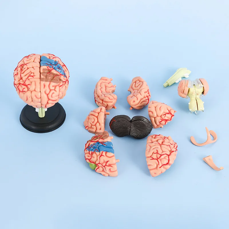 Mini modelo de cerebro humano, 32 piezas, desmontable, modelo anatómico, equipo educativo, herramienta de bricolaje, Ciencias médicas