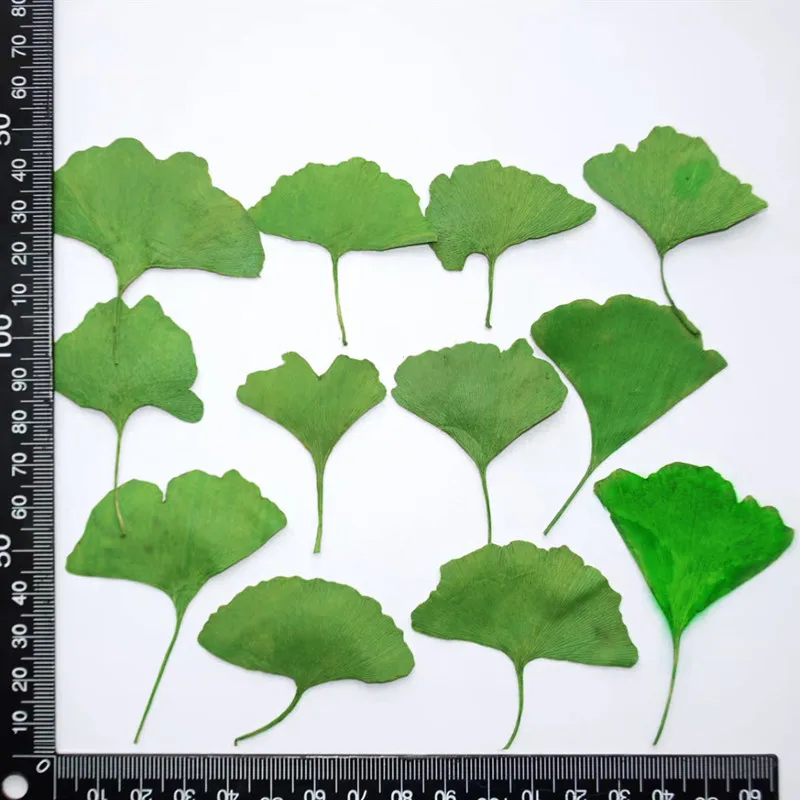 

60pcs Pressed Dried Yellow/Green Ginkgo Biloba Maidenhair Leaf Plants Herbarium For Jewelry Bookmark Phone Case Postcard Craft