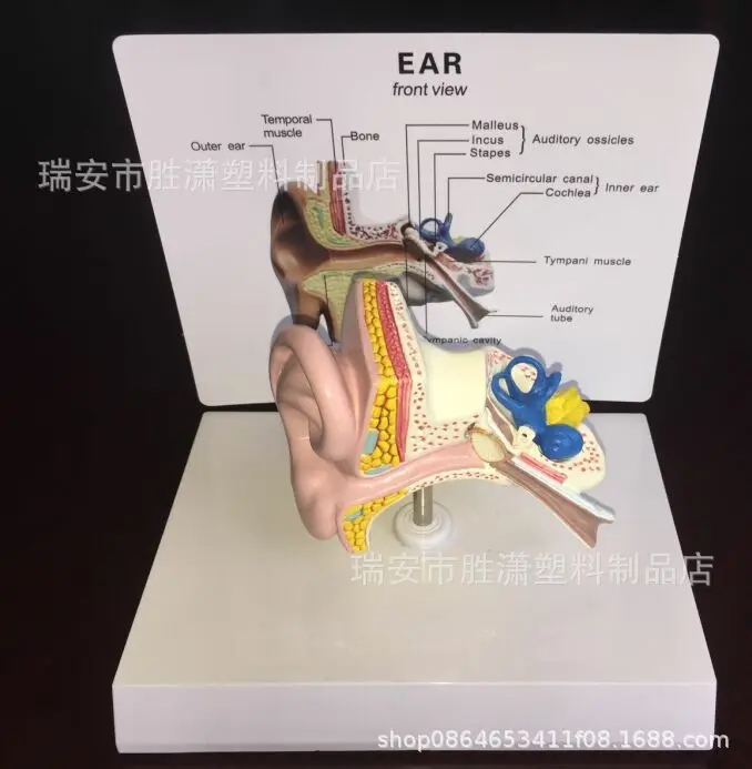 Human Ear Anatomical Model Medical Teaching Model