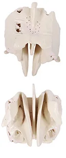 Enlarged model of ethmoid bone; skull ethmoid bone model