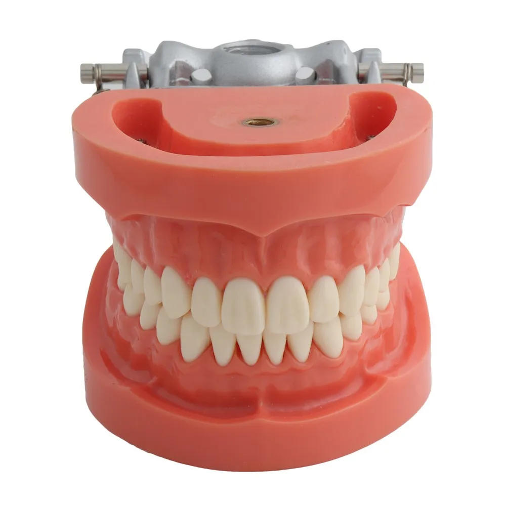 Dental Teaching Model Standard Model with 32 Screw-in Teeth Demonstration Teeth Model Fit Nissin Dental Model Hard Gums