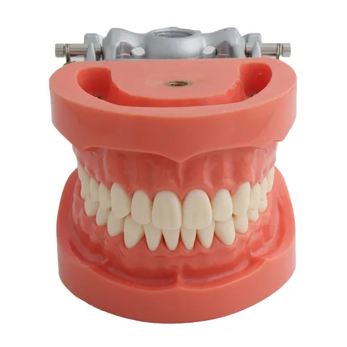 Imagen 2 del producto Modelo de enseñanza Dental estándar con 32 dientes atornillados, modelo de dientes de demostración, compatible con Nissin, modelo Dental, encías duras
