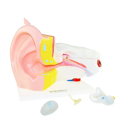 

Ear anatomy model 6 times larger human organ anatomy model biology teaching medical demonstration model