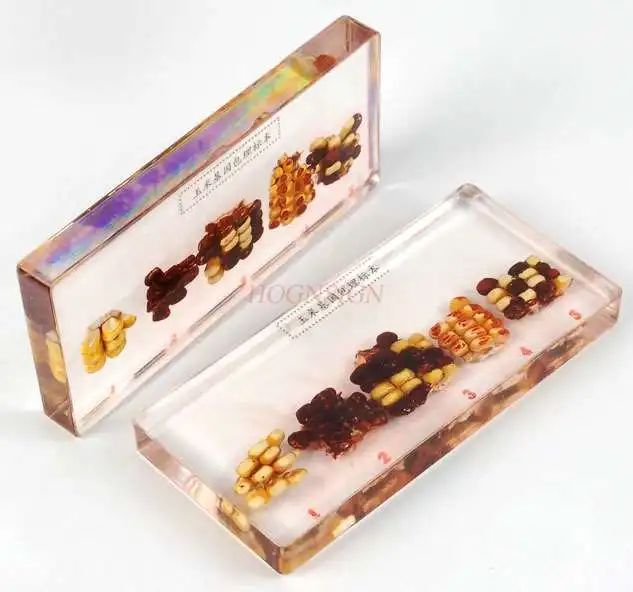 

Resin artificial crystal amber corn gene-embedded specimen teaching cognitive display of young children