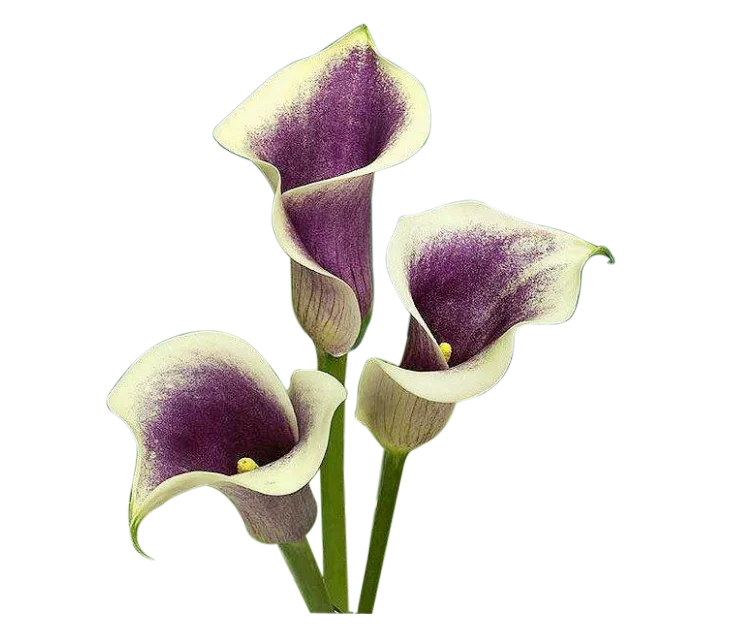 Calla Lily Stamen Silicone Mold Petal Veiner Cake Decorating Fondant Clay Flower Sugarcraft Gumpaste Moulds  M2300