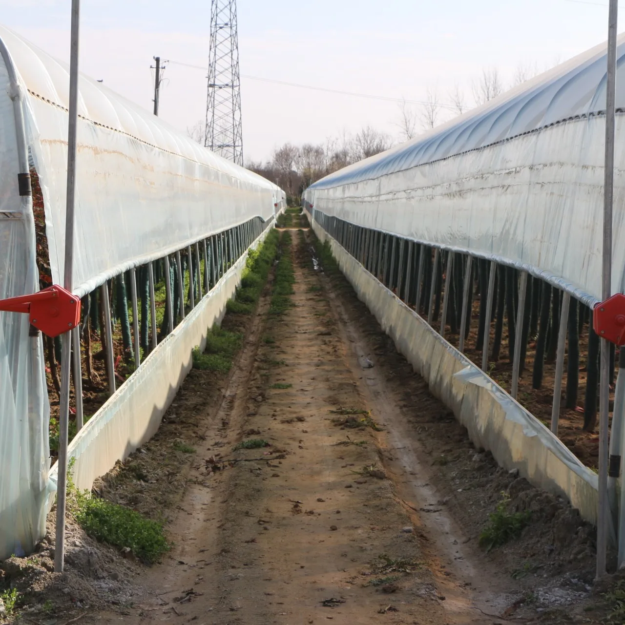 Agricultural Planting Transparent Plastic-Covered Greenhouse