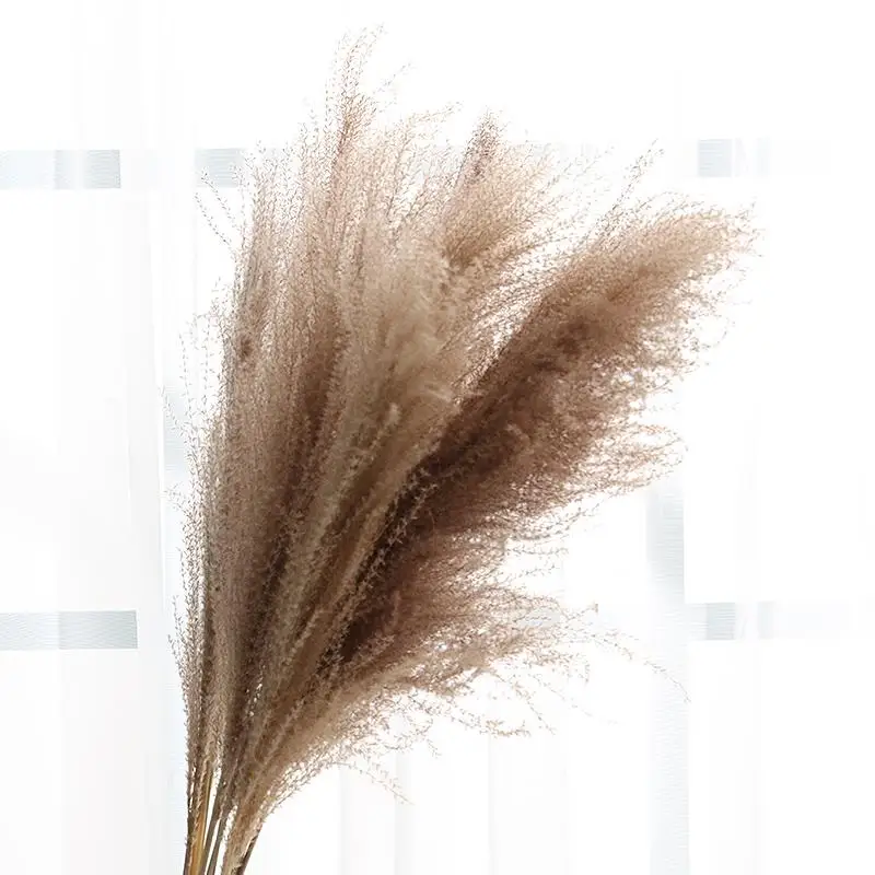 30pcs Pampas Grass Dry Flowers Natural  Dekoration Reed Phragmites Bunch Communis Decoration  Horsetail Whisk Lagurus Ovatus