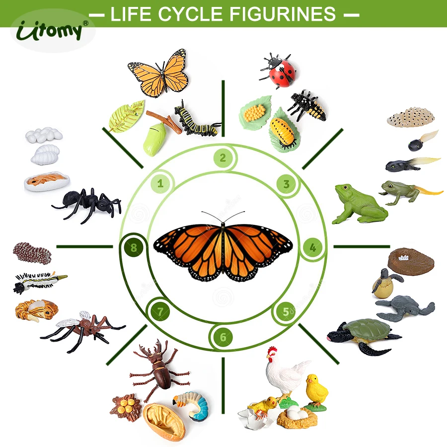 Life Cycle Figures of Ladybug,Butterfly,Frog,Mosquito,Ant,Turtle,honeybee,Chicken,StagBeetle insect Animal Model Figurines Toys