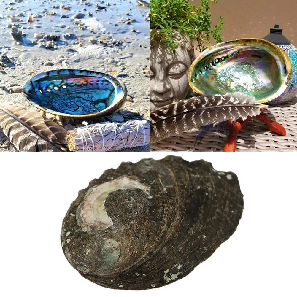 大きなアワビの殻 12〜13cm 天然石 装飾品