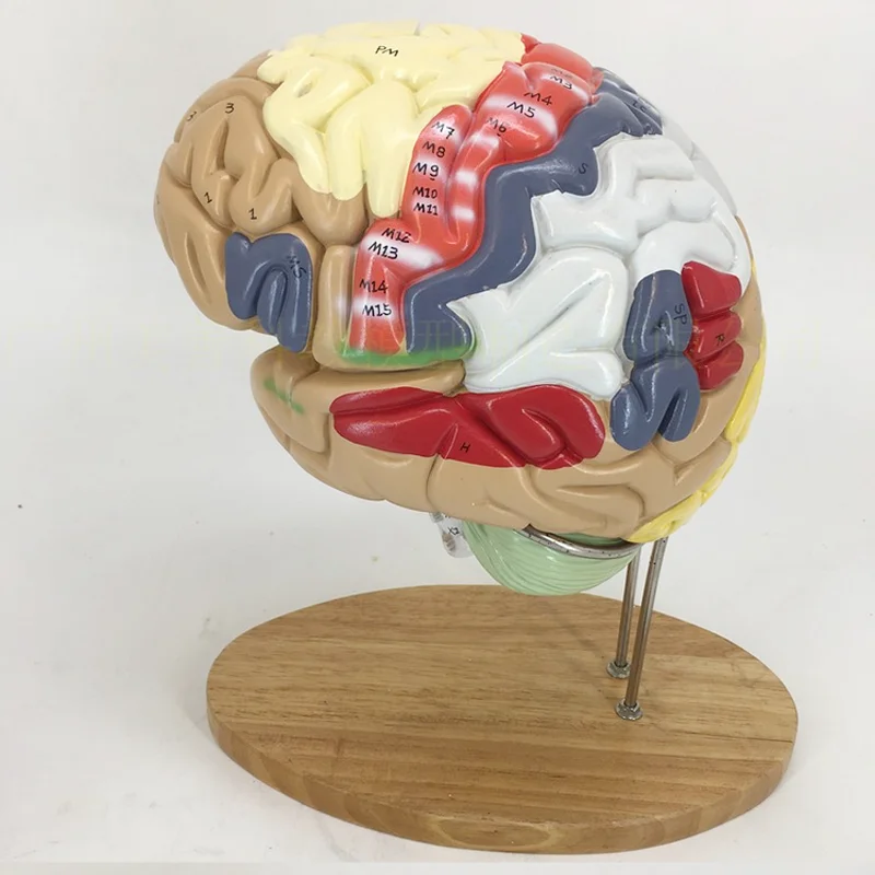 Medical Brain Cerebral Artery Model 2 Times