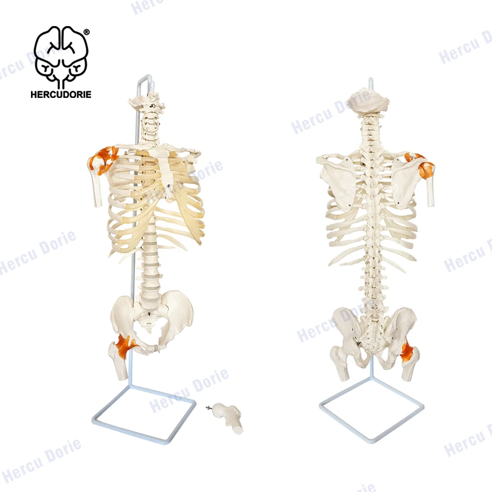 Imagem -03 - Coluna Vertebral com Modelo de Anatomia Coluna Vertebral Humana de Tamanho Real com Uma Coluna Vertebral Completa Fundida de Ossos Humanos Reais Inclui