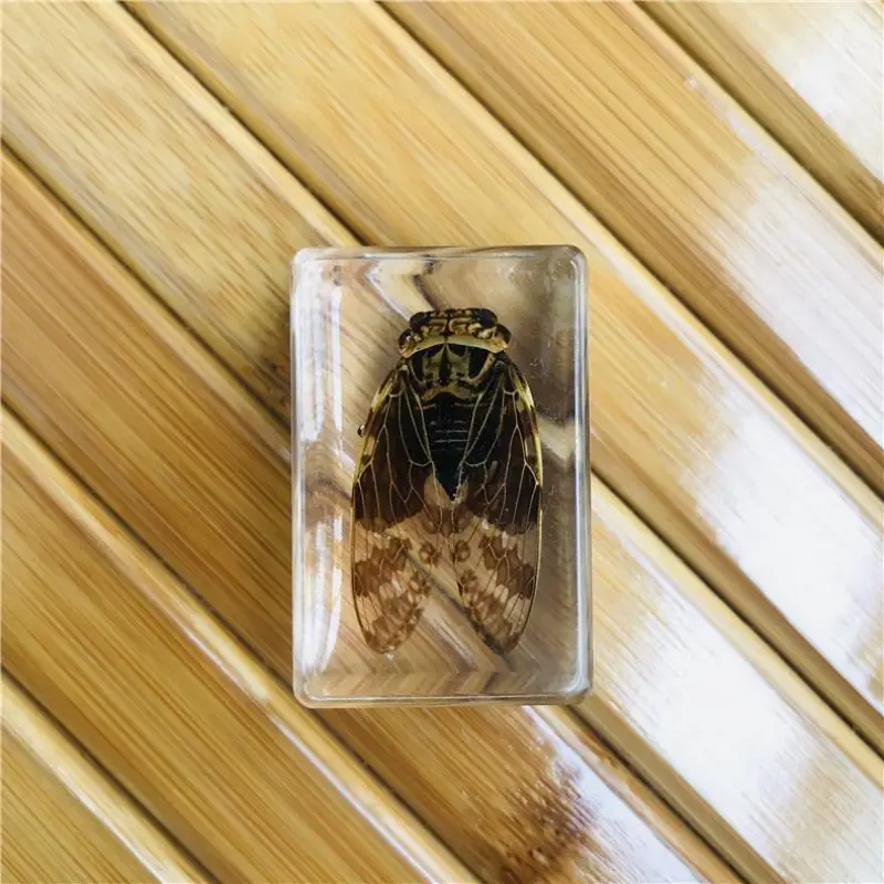 Nieuwe Stijl Handgemaakte Epoxyhars Insect Presse-papier Transparant Amber Insect Specimen