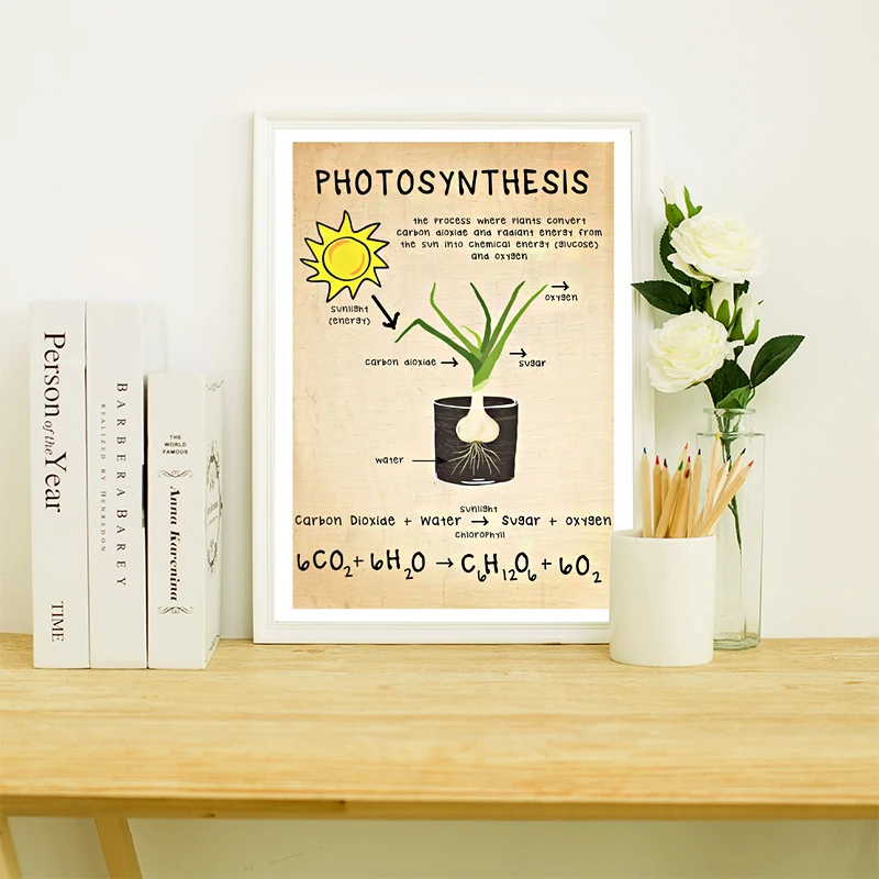 Biology Photosynthesis Canvas Print Science Poster Educational Wall Art Picture Biology Vintage Painting Chart Study Room Decor