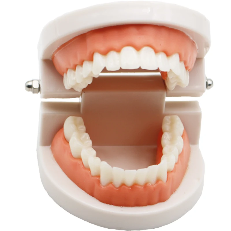 1 pcs Teeth Model Pro Adult White Teeth Model Standard Dental Teaching Study Typodont Demonstration Oral Medical Education Tools