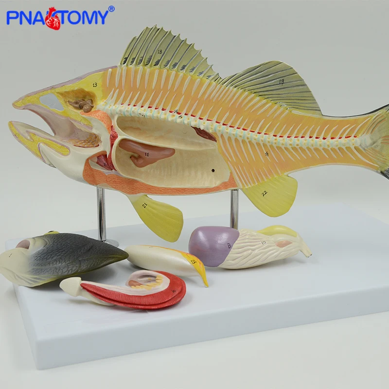 Fish Anatomical Model Fish Bone Weever Anatomy Animal Model Students Studying Tool Detachable with Base Colored  PNATOMY