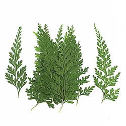 60pcs Pressed Dried Natural Green Stenoloma Chusanum Leaves Plant Herbarium For Jewelry Postcard Invitation Card Phone Case DIY