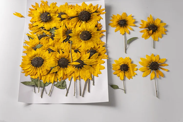 2 Stück/5–6 cm Blütenkopf, Ture Pressed Mini-Sonnenblumenzweig, geprägter Pflanzen-Tropfenkleber, Handyschale, DIY-Lesezeichen, Kartenmaterial – Detail 9