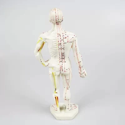 Medical Chinese/English Medicine Meridians Acupuncture Moxibustion Model Acupuncture Point Mannequin Acupuncture Model 26cm