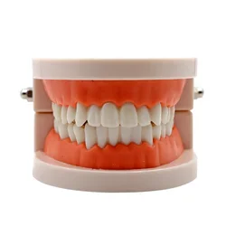 1pc denti dentali modello insegnamento studio strumento dimostrativo modello dentista Standard modello studente per l'insegnamento