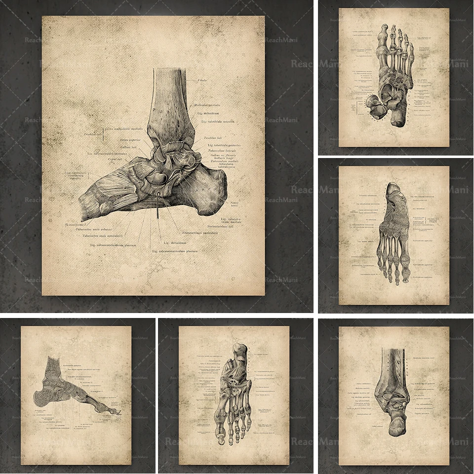 

Retro foot anatomy print set 6 pieces podiatrist gift surgery art antique poster orthopedic doctor gift clinic decoration doctor