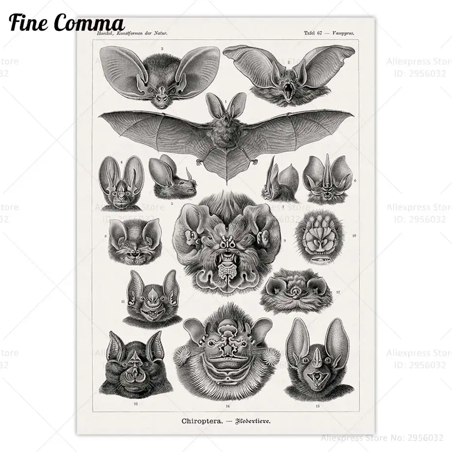 Bat Poster Nature Animal Educational Illustration Art Ernst Haeckel Vintage Wall Art Canvas Print Picture Black White Home Decor