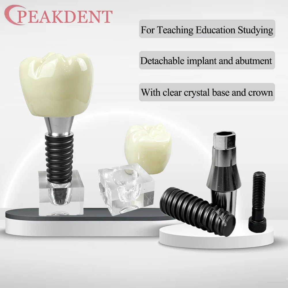 

Dental Transparent Teeth Crown Bridge Model Implant Disease Typodont Models Communication Analysis Study Demo Crystal Model