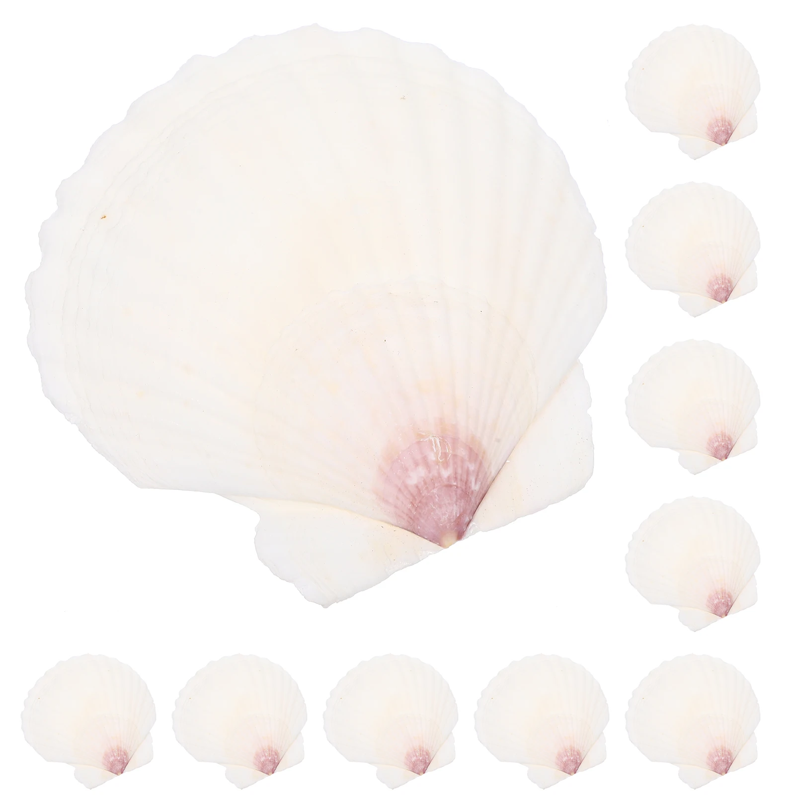 10 pçs conjunto de concha natural diy vieiras acessórios para artesanato conchas para decoração tanque de peixes adorno desktop ornamento oceano tema