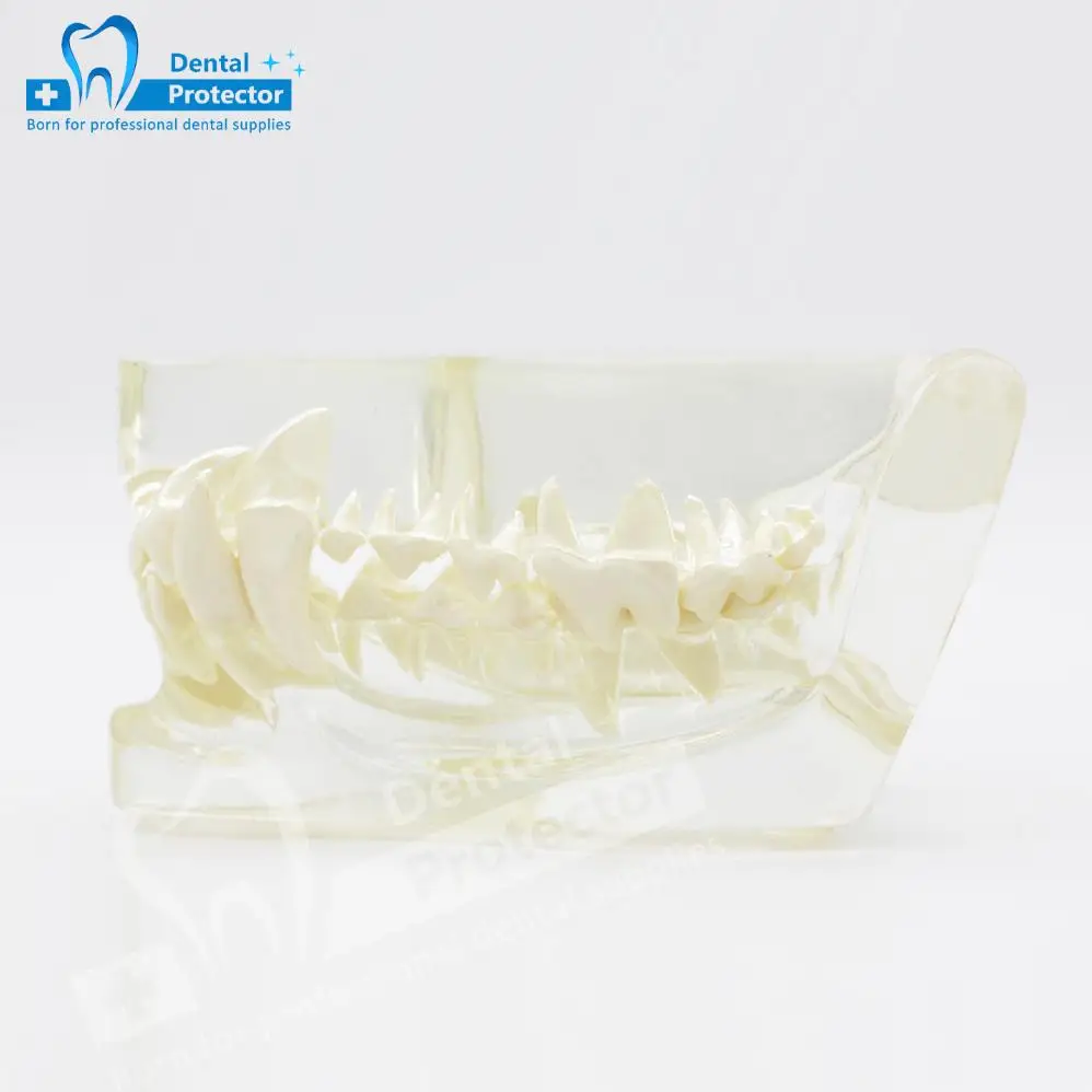 

Протектор стоматологическая прозрачная модель зубов для полости рта собаки, клиника для домашних животных для ветеринарного офиса, образования, украшение, демонстрационная модель