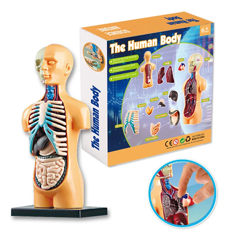 1set Anatomy Model For Kids Human Torso Anatomy Model Removable Human Body Model ForMedical Student Educational Science Learning