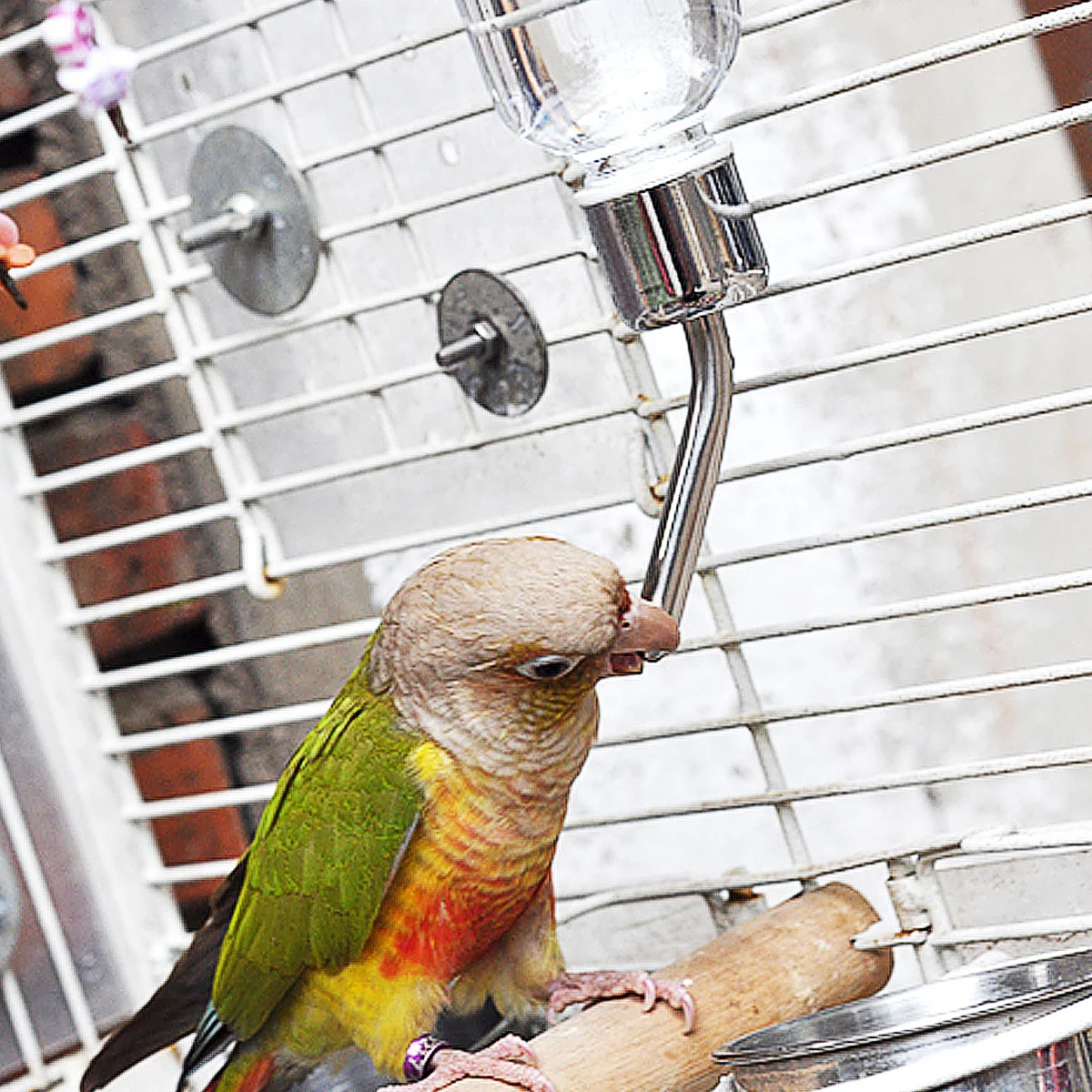 

Automatic Feeder Pet Water Dispenser Hanging Water Bottle Portable Travel Small Animal Rabbit Cat Bird Drinking Supplies