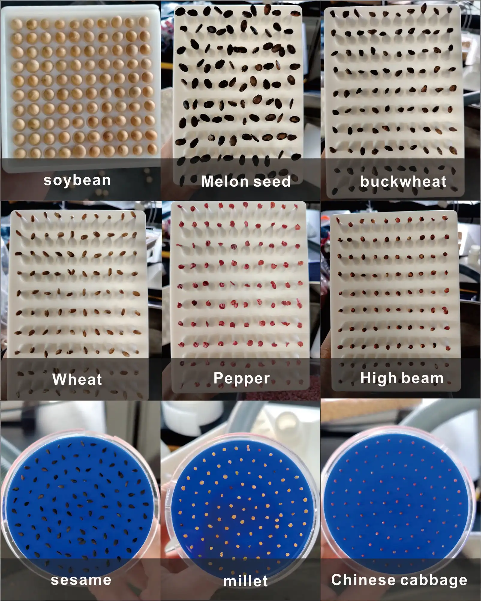 Vacuum Wheat Rice Corn Seed Counting Testing Equipment & Placing Apparatus Machine