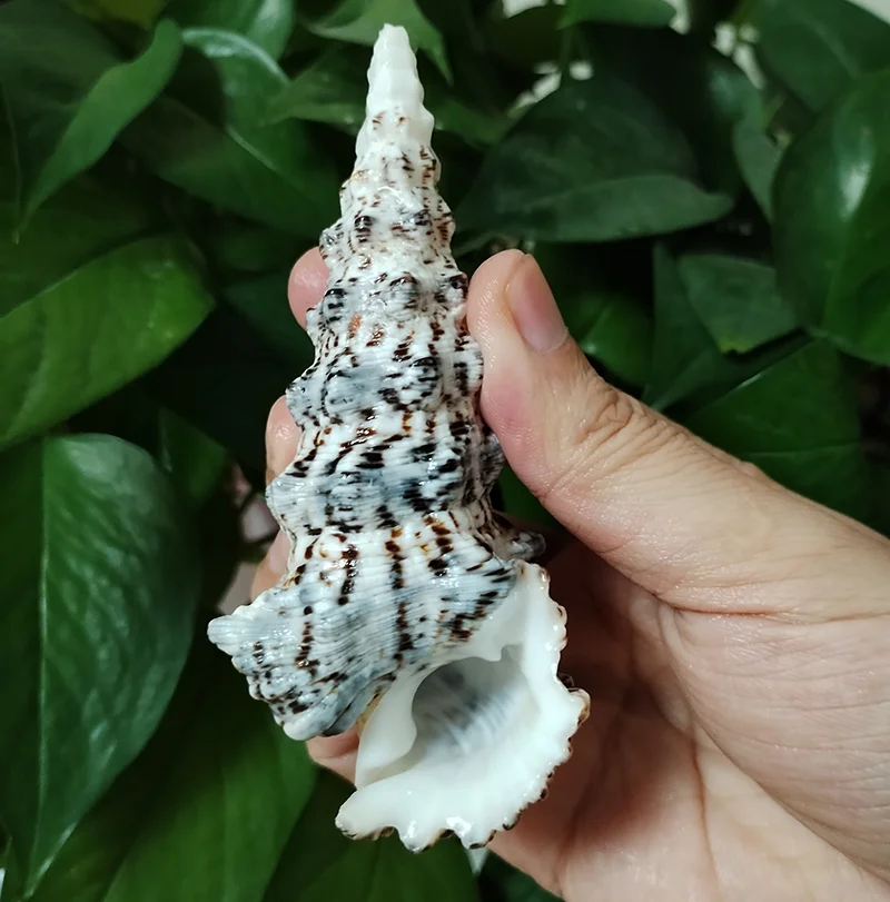 8-10CM Rare Tower Snail Turritella Natural Sea shells For Wedding Home Fish Tank Decorations Table Party Ornaments DIY Crafts - Image 6