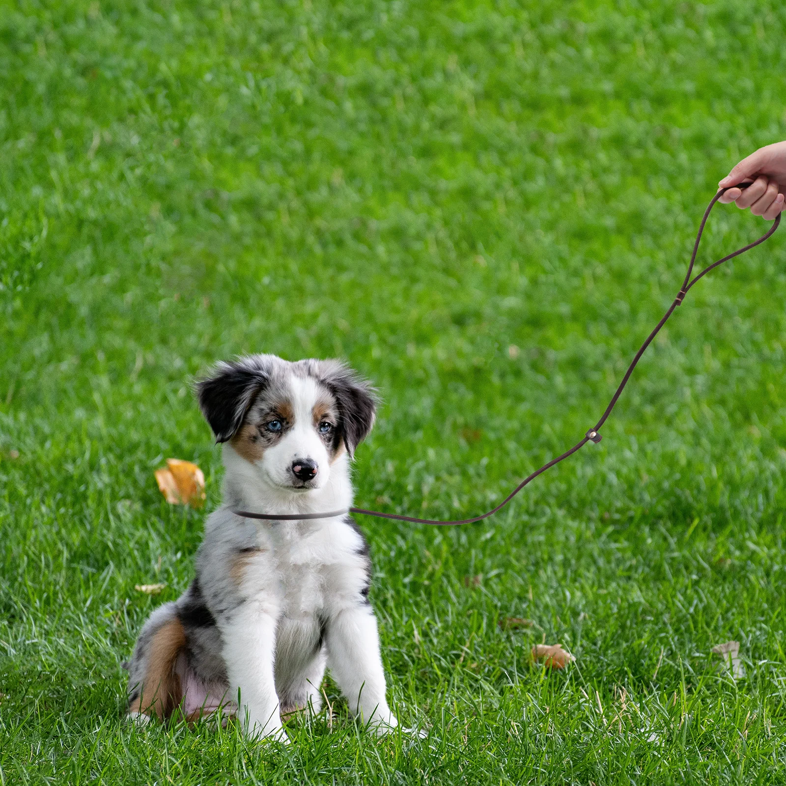 

1pc Dog Leash Premium Smooth Handle Control Rope For Small Medium Dogs Walking Hiking Outdoor Pet Supplies
