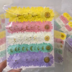 60X Pressed Dried Rainbow Chrysanthemum Paludosum Flower  Plant Herbarium For Jewelry Phone Case Bookmark Lampshade Candle Craft