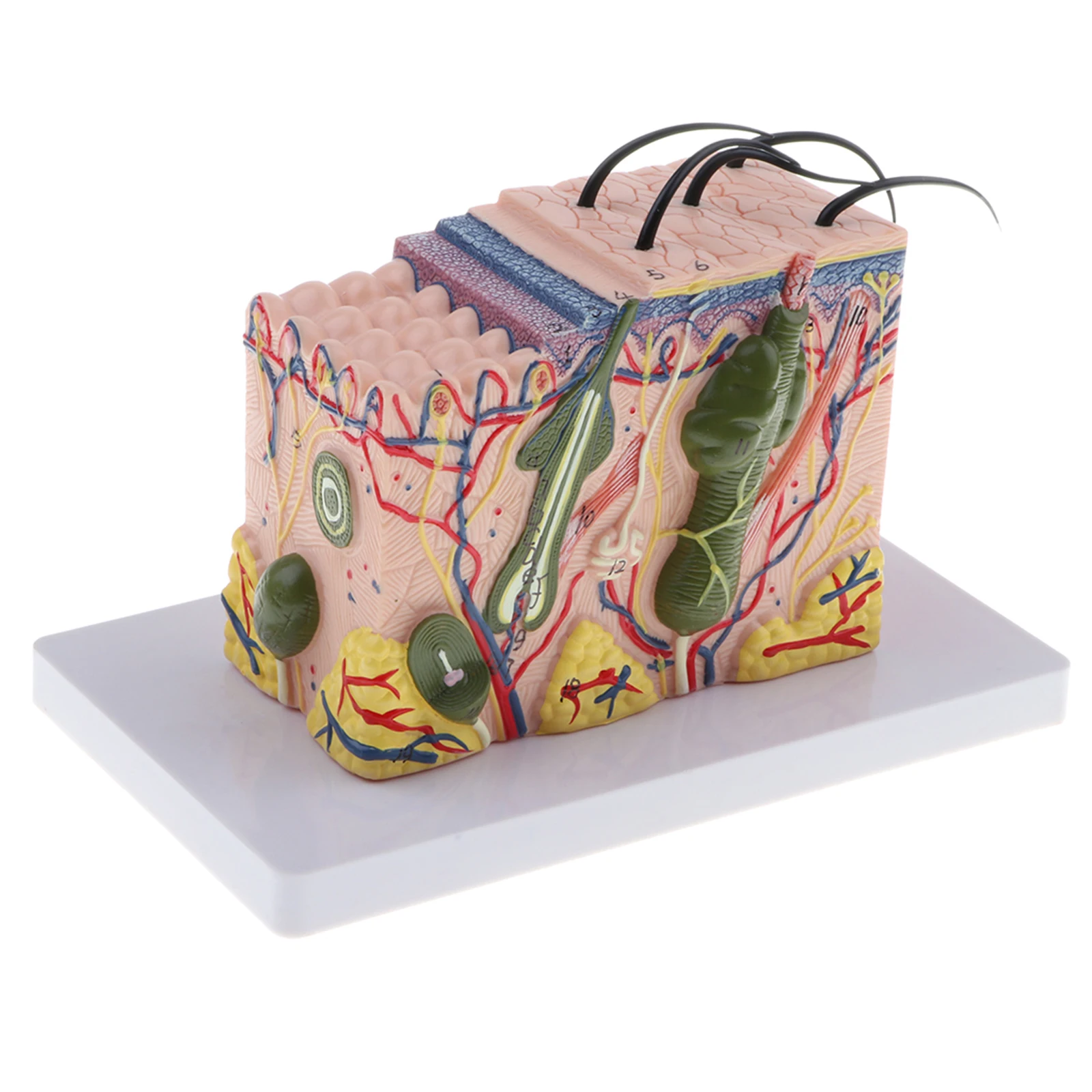 Magnify 35X Human Anatomical Skin Texture Subcutaneous Tissue Dissection Model Anatomy For Biology Medical Teaching Aids Supply