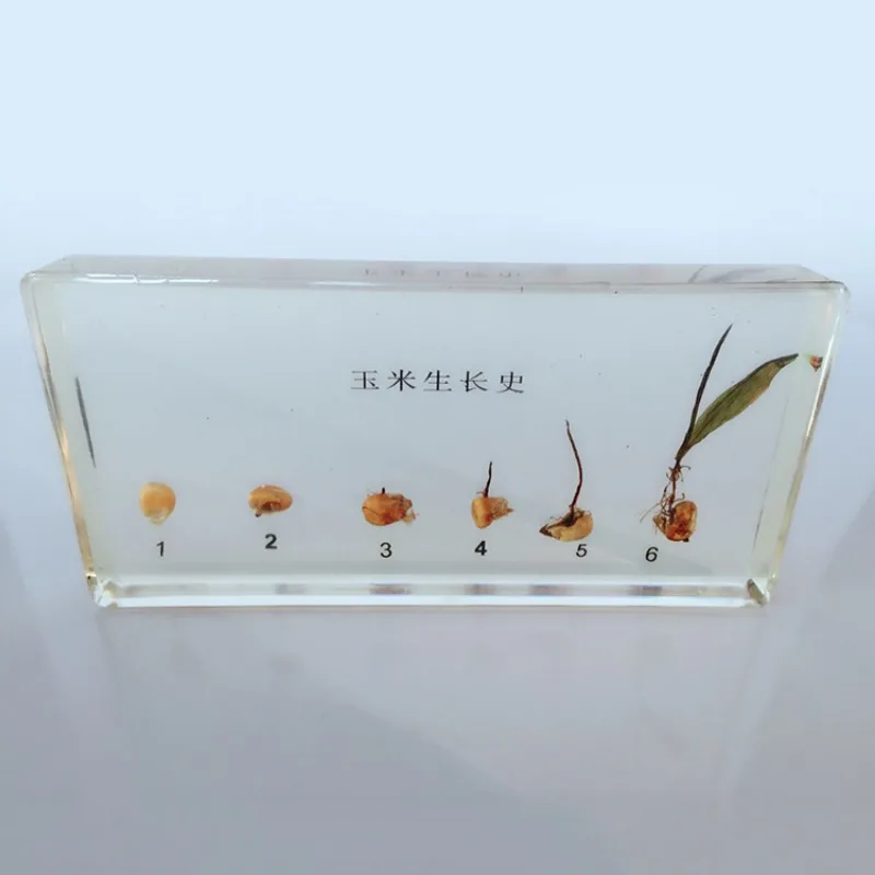 Resin Plant Growth History Specimens Corn Peanut Bean Wheat  Rice Germination Process Model Biology Botany Teaching Aids