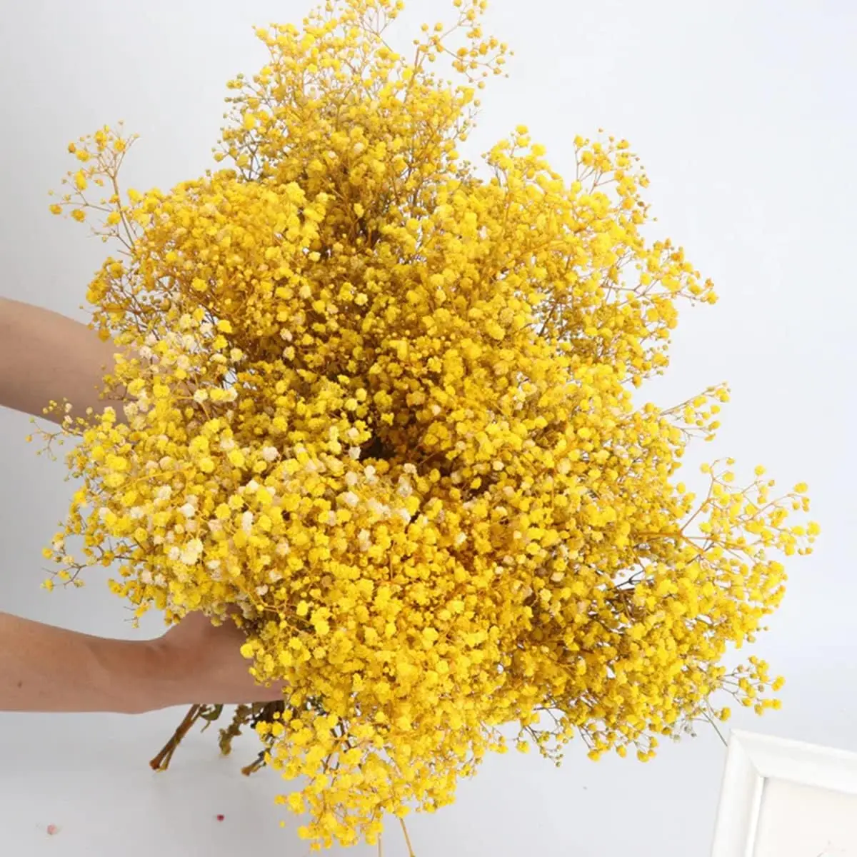 

Yellow Dried Baby's Breath Bouquet - Over 2000 Flowers -Home Decor, Weddings, DIY Floral Projects, and Festive Christmas Decor