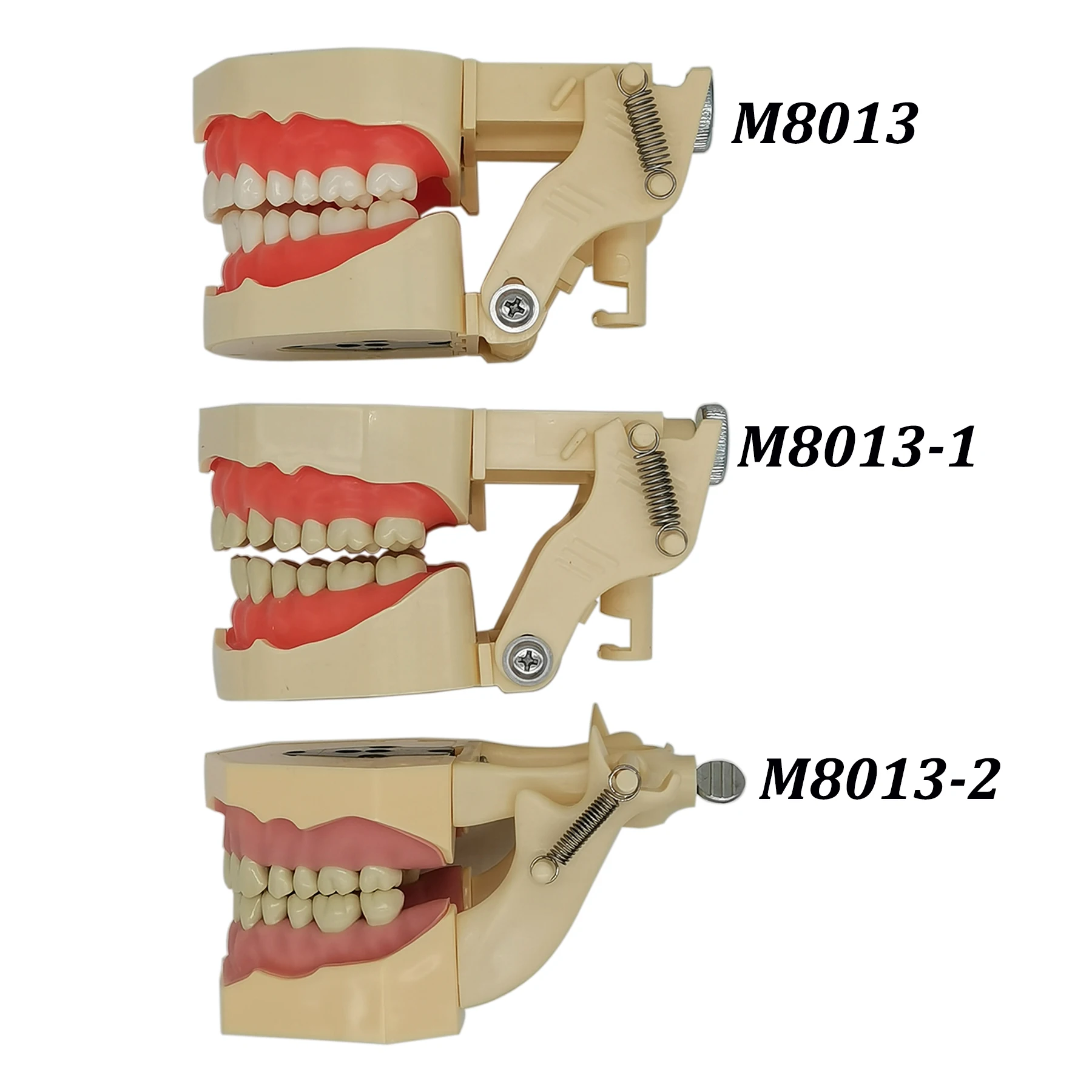 Frasaco ANKA-4 Typodont Fit Dental 28Pcs Screw-in Teeth Model Practice Filling Restoration Soft Gum Gingivae Teaching Studying