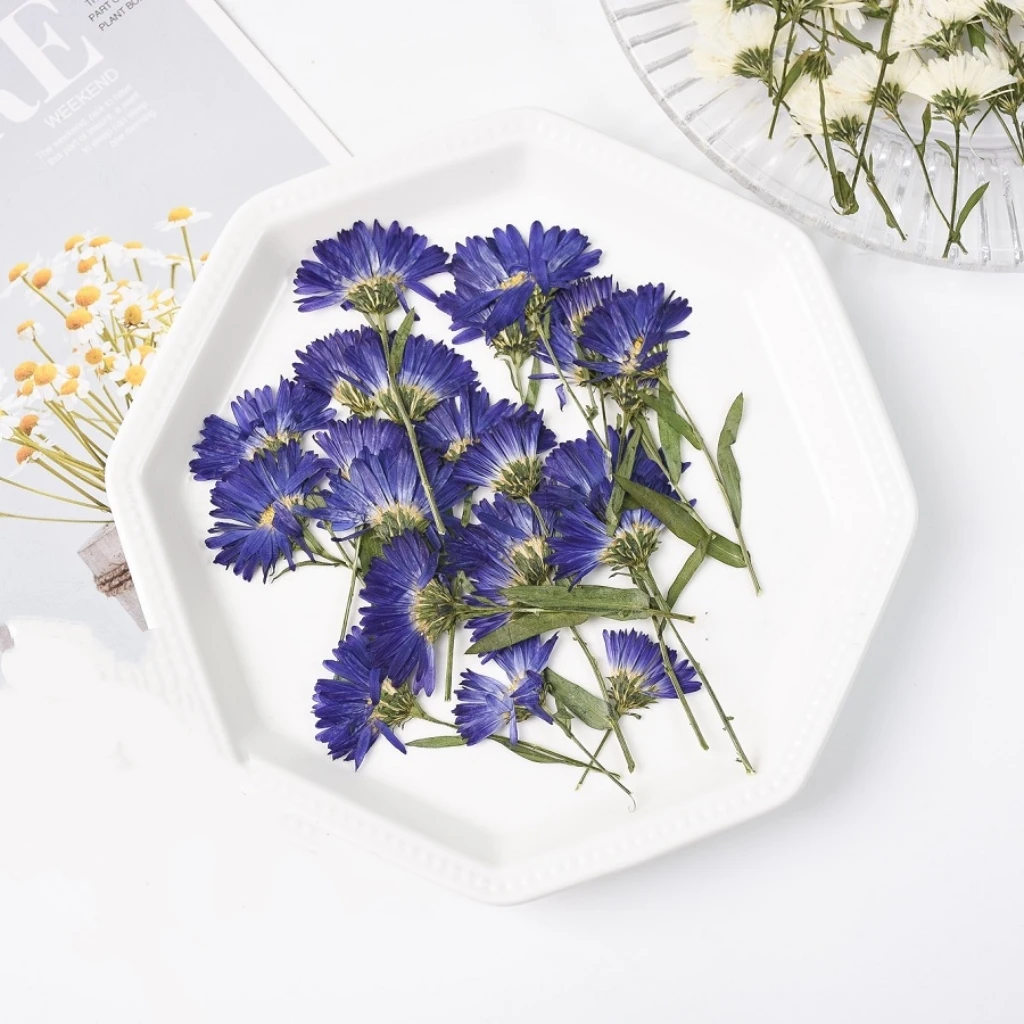 

Side Pressed Dried Aster tataricus L Flower Herbarium Jewelry Postcard Bookmark Frame Phone Case Face Makeup Lamp Card DIY