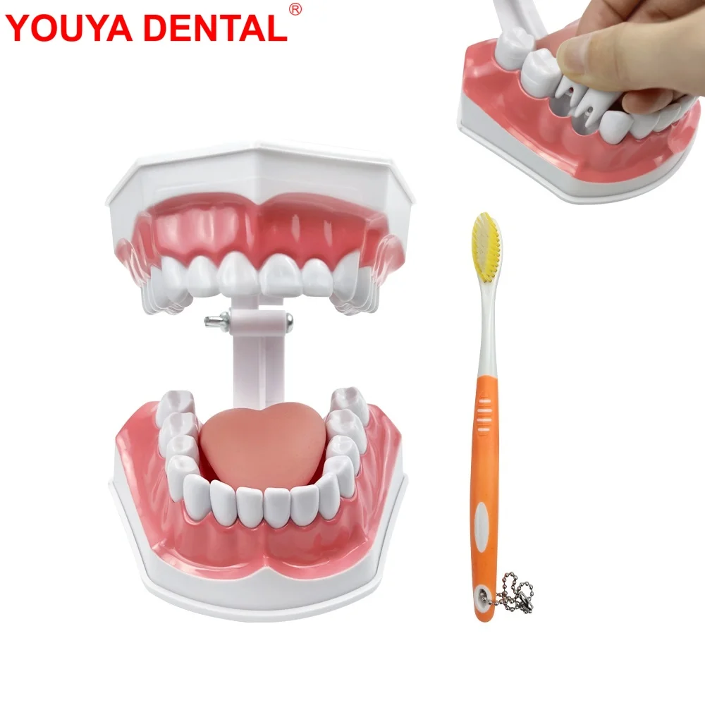 Teeth Model With Tongue & Toothbrush Dentist 2 Times Dental Model Teeth Brushing Models For Teaching Studying Brushing Education