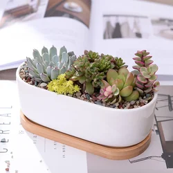 Oval Shaped Ceramic White Succulent Planter Pot with Bamboo Tray, Ceramic Cactus Plant Holder, Home Office Table Desk Decoration