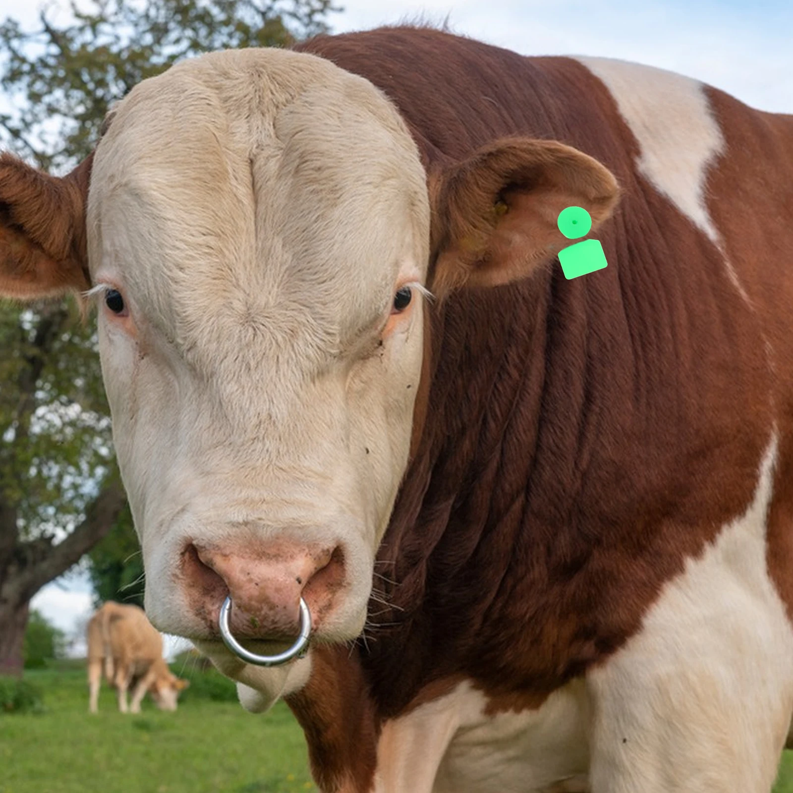 

100pcs Durable Blank Cow Ear Cattle Accessories Farm Animal Tags Livestock Identification Plastic Sheep Pig Goat Tags